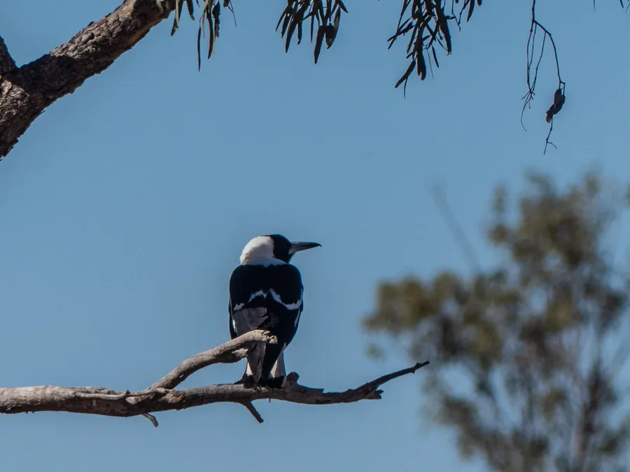 Australian shire travel — in practice