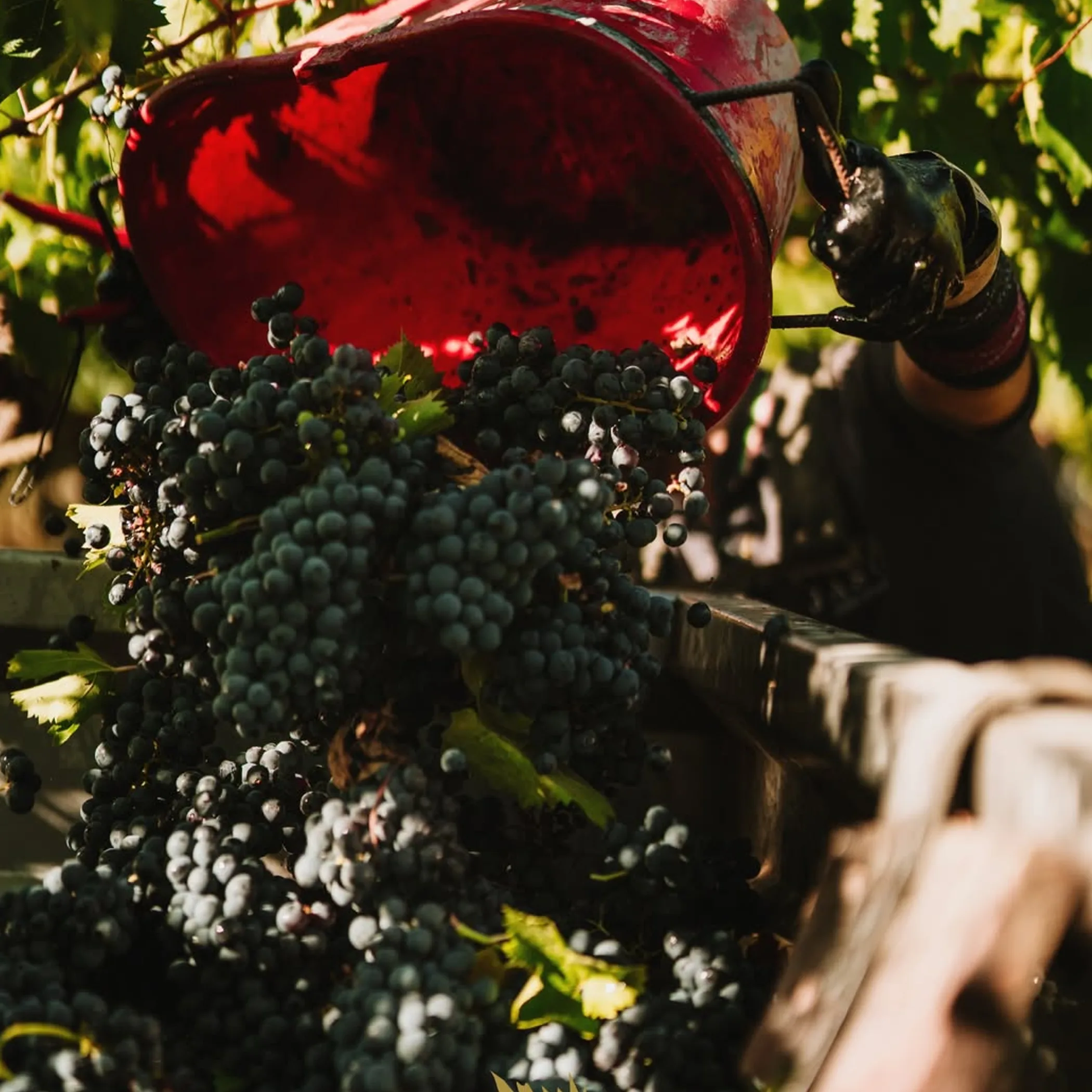 grape harvesting and winemaking
