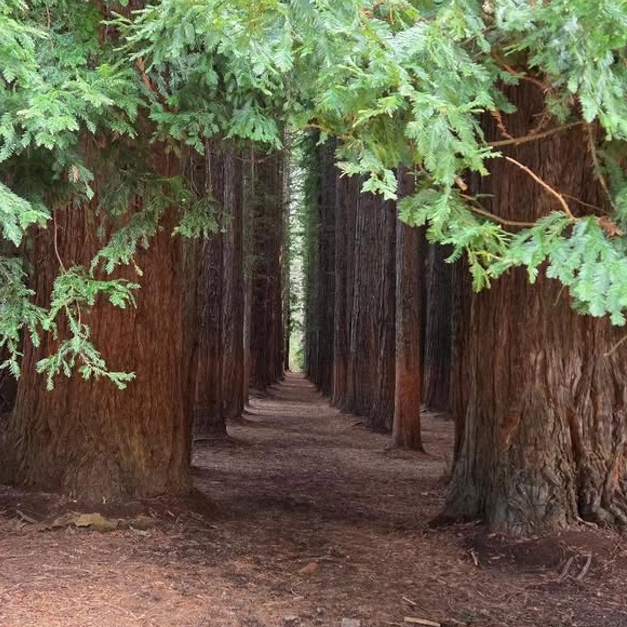 warburton redwood forest trees