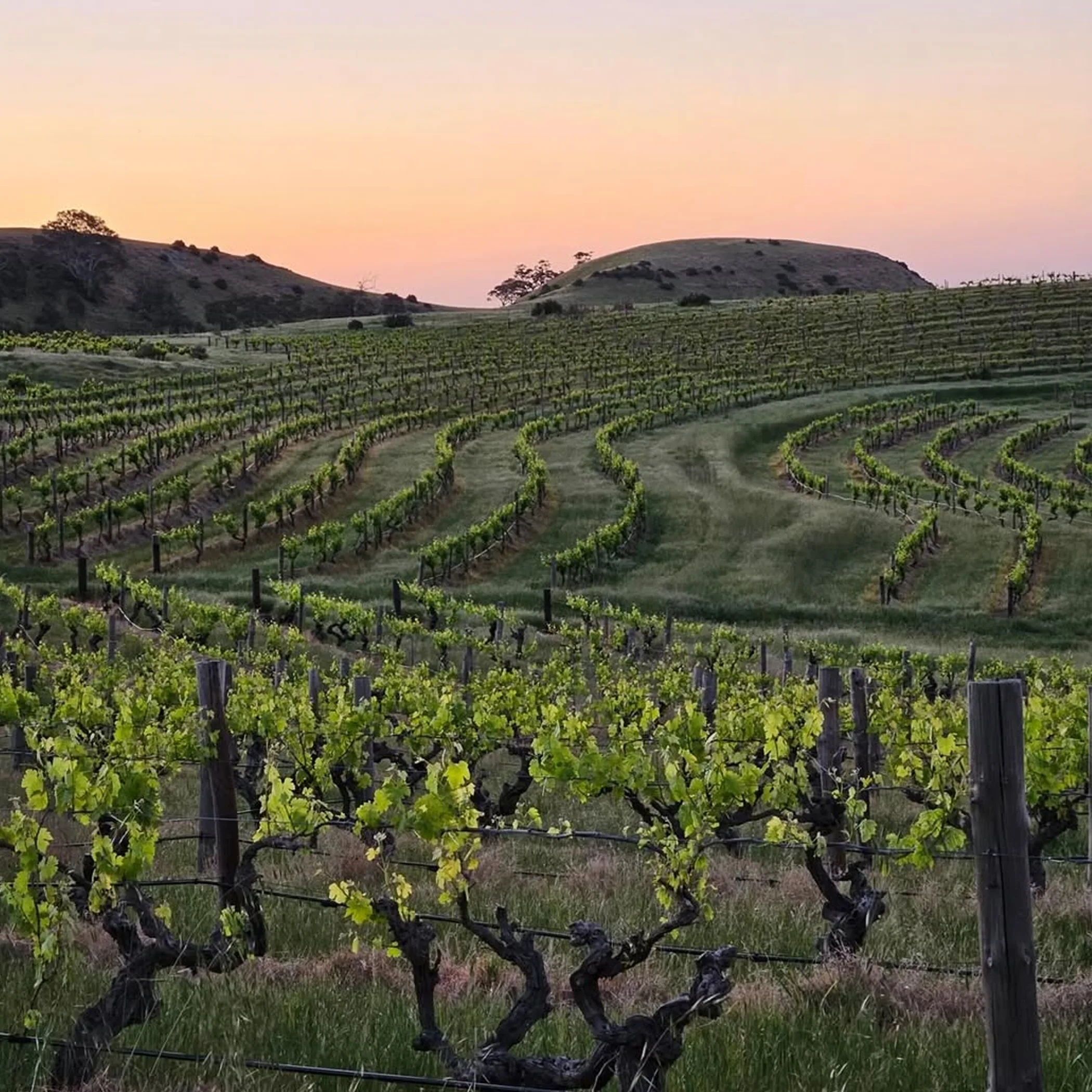 australian wine-region vineyards
